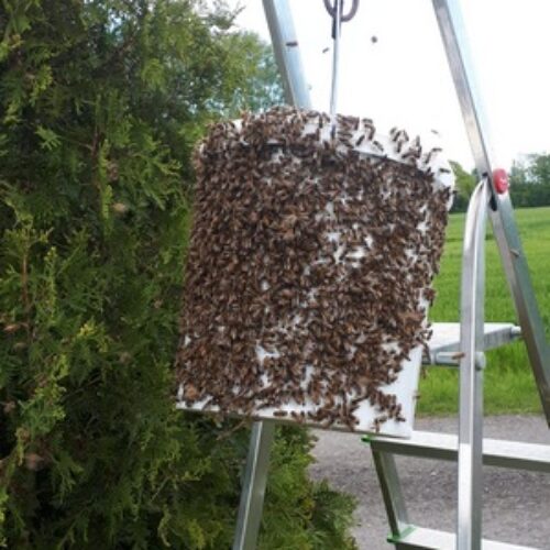 Bienenschaukasten auf dem Dorfplatz